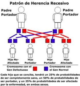 Consanguinidad_clip_image002_0000
