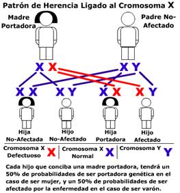 Consanguinidad_clip_image006