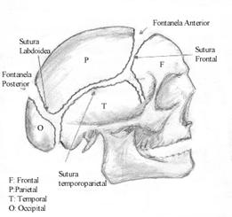 Suturas y Fontanelas