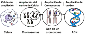 Los genes están formados de un compuesto químico llamado ADN (Acido Desoxiribonucleico). Y se agrupan, dentro de cada célula, en grandes grupos aislados conocidos como Cromosomas.