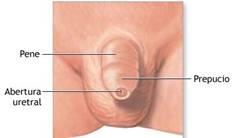 Anatomía del pene