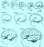 Se denomina prosencéfalo a la parte del bebé que se convertirá en el cerebro.