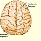 El prosencéfalo se divide en dos hemisferios: derecho e izquierdo que están unidos por un surco central llamado cuerpo calloso