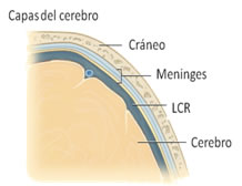 Todo ello, a su vez, queda cubierto por un conjunto de tres membranas, denominadas meninges, que también tiene función protectora. La más externa se llama duramadre, la intermedia es la aracnoides, y la interna es la piamadre.