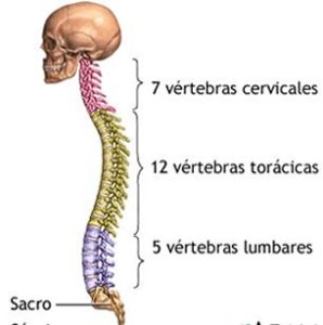 ¿Cómo está conformada la columna vertebral?