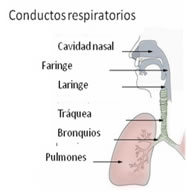 Anatomía de las vías respiratorias