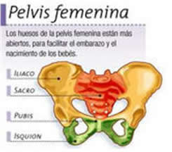 Para que tu bebé pase a través de la pelvis más fácilmente, tu cuerpo produce una hormona llamada relaxina, que ablanda los ligamentos de la pelvis
