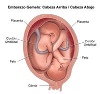 ¿Qué puedo esperar durante la labor de parto y el parto mismo?: