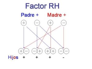 ¿Qué es y como se hereda el factor RH?