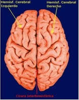 Externamente el cerebro está dividido en dos partes llamadas Hemisferios Cerebrales, Izquierdo y derecho. Cada uno de los hemisferios está constituido en su totalidad por circunvoluciones, pliegues y surcos