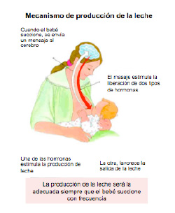 lactancia7
