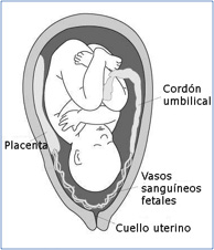 placenta5