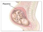 ¿Cuándo se forma la placenta?