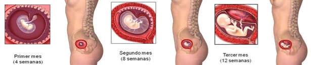 El embarazo se mide en trimestres desde el primer día de tu última menstruación haciendo un total de 40 semanas.
