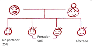 El riesgo de transmisión de la enfermedad a los hijos de una pareja, ambos portadores del gen mutado, es del 25 por ciento. Cincuenta por ciento de sus hijos pueden recibir ambos genes normales, uno de cada progenitor, y será genéticamente normal para este defecto. El riesgo es el mismo con cada embarazo.