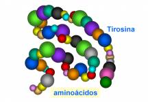 La tirosina es uno de los 20 aminoácidos que utiliza la célula para sintetizar las proteínas. La tirosina se forma a partir de otro aminoácido llamado fenilalanina y también se forma directamente por degradación (transformación de moléculas orgánicas complejas en otras más simples) de las proteínas de la dieta.