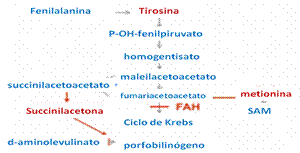 La Tirosinemia tipo 1 está causada por la deficiencia de la enzima fumaril acetoacetato hidrolasa (FAH). Debido a ello, se acumulan en los tejidos unos aminoácidos
