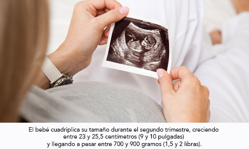Desarrollo fetal