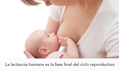 Lactancia. ¿Cómo hacer para que todo salga bien?